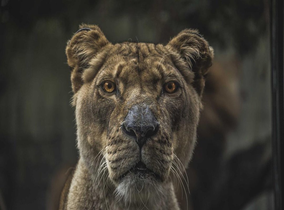 The Question of a Funeral: David Cassidy's Private Arrangements